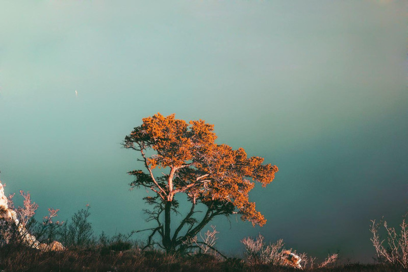 A lonely tree above the fog